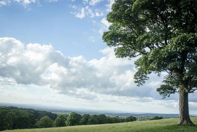 Trees on landscape against sky