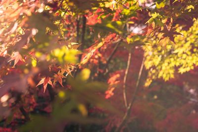 Close-up of maple leaves on tree during autumn