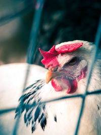 Close-up of a rooster