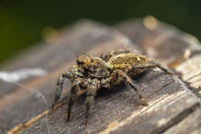 Close-up of spider on wood