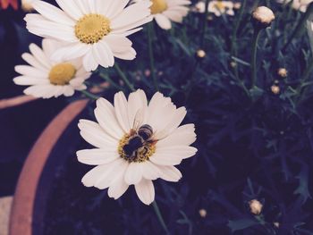 Close-up of insect on flower