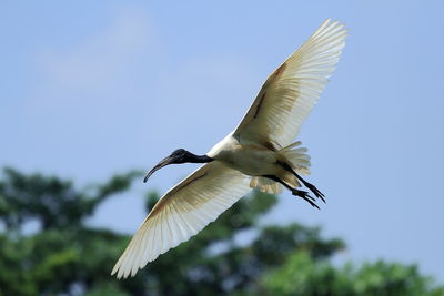 Low angle view of bird flying