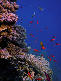 Close-up of fish swimming in sea