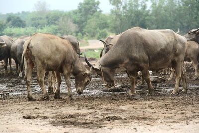 Buffalo in the rice field in thailand,farming, raising buffalo for sale