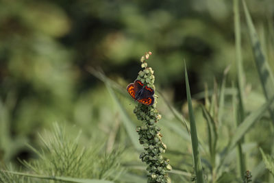 Close-up of ladybug on plant