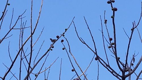 Low angle view of bare tree against clear blue sky