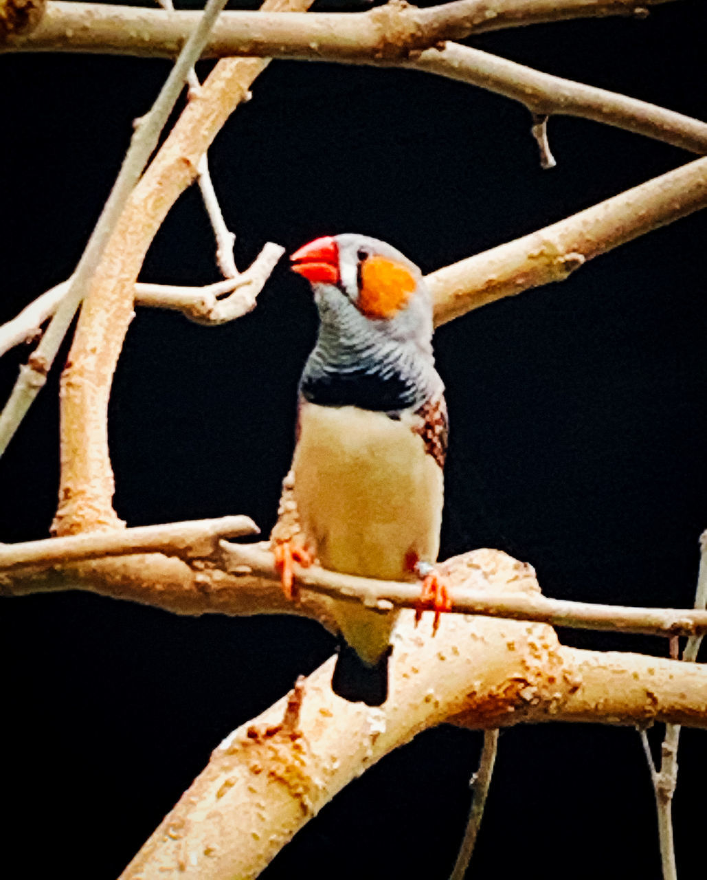 branch, animal themes, animal, bird, animal wildlife, pet, perching, tree, one animal, wildlife, no people, nature, yellow, black background, twig, parrot, outdoors, beak, plant