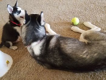 High angle view of dog playing with ball