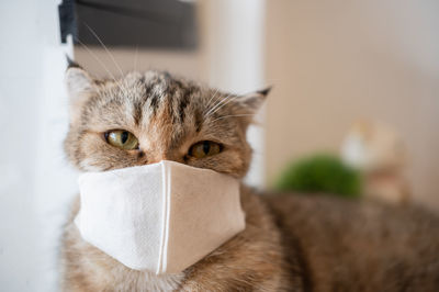 Portrait photo of cute domestic cat wearing face mask during coronavirus outbreak pandemic crisis.