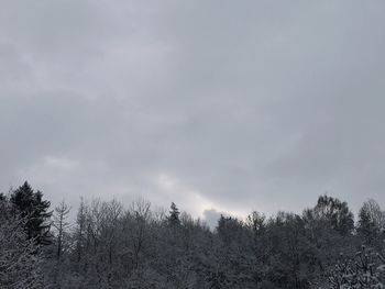 Trees in forest against sky