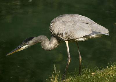 Close-up of heron in lake