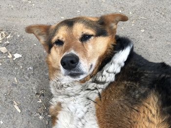 Close-up portrait of a dog