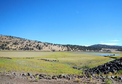 Scenic view of field against clear blue sky