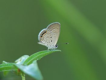 Close-up of butterfly on leaf