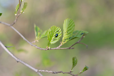 Close-up of insect on plant