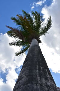 Low angle view of palm tree against sky