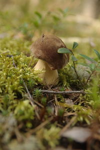 Close-up of mushroom growing on field