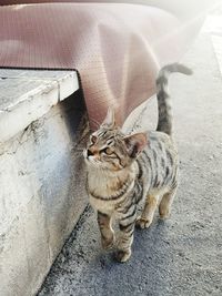 High angle view of cat sitting outdoors