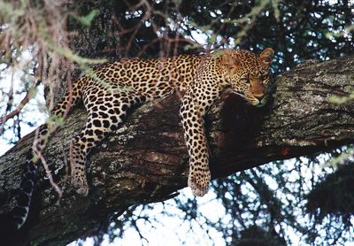 Low angle view of leopard relaxing on tree 
