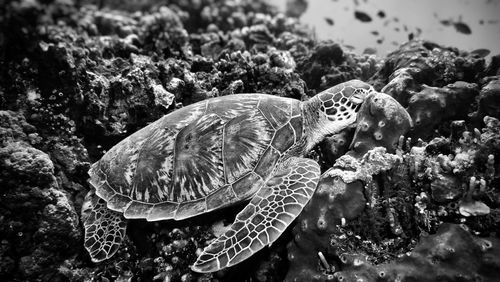 Side view of sea turtle sleeping on coral undersea