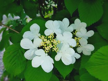 Close-up of white flowering plant