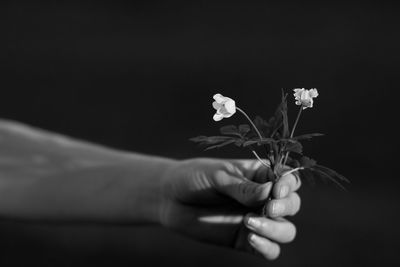 Close-up of hand holding flowering plant against black background