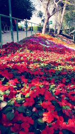 Close-up of red flowering plants in park
