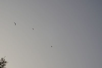 Low angle view of birds flying in the sky