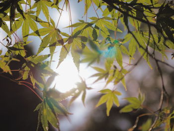 Close-up of leaves on tree