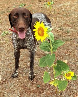 Portrait of dog on flowers