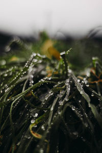 Close-up of plant in water