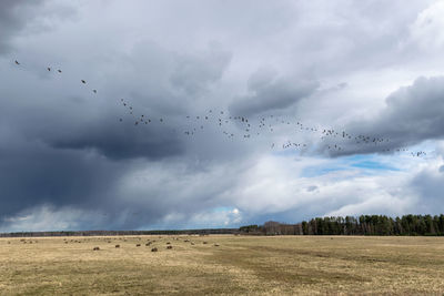 Beautiful cumulus clouds in the sky, lots of flying geese, bird migration in spring