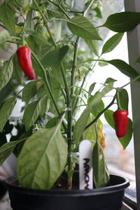 Close-up of potted plant