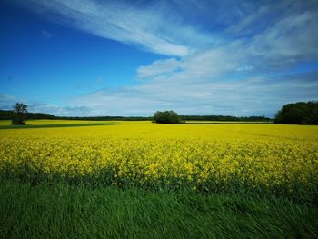 Scenic view of oilseed rape field against sky