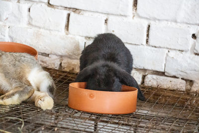 Close-up of a eating rabbit in cage.