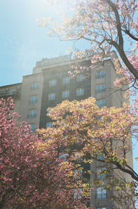 Low angle view of pink flowering tree by building against sky