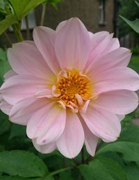 Close-up of pink flower