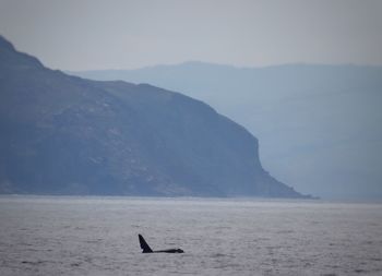 Scenic view of sea against sky with orca