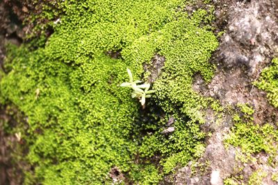 High angle view of insect on plant