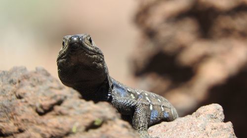 Close-up of lizard on rock