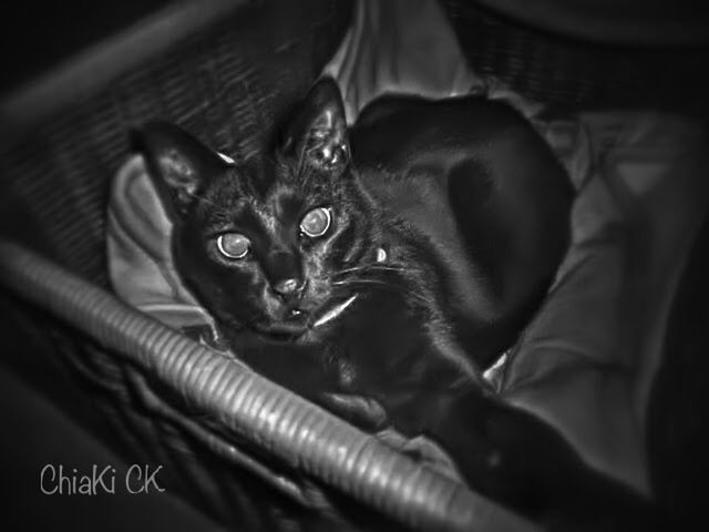 pets, domestic animals, animal themes, one animal, mammal, indoors, looking at camera, portrait, relaxation, domestic cat, cat, close-up, lying down, black color, animal head, feline, resting, young animal, sofa, home interior