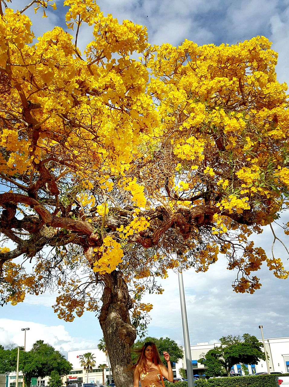 LOW ANGLE VIEW OF YELLOW TREE