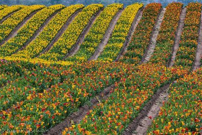 Full frame shot of multi colored flowers in field