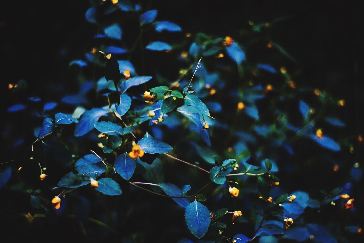 Close-up of plants at night
