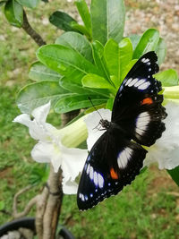 Close-up of butterfly pollinating flower