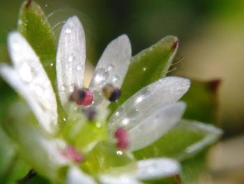 Close-up of wet leaf