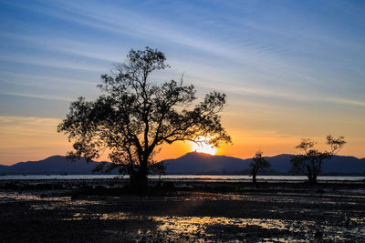 Silhouette tree on field against sky during sunset