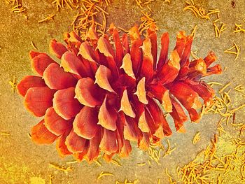 Directly above shot of flowers