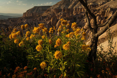 Yellow flowering plants on field against mountain