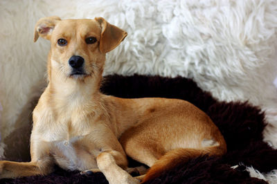 Close-up portrait of a dog at home
